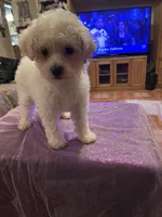 Cloe, a female Poodle - Toy  for sale in Fresno, CA – Photo 6 of 7