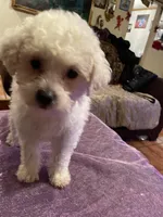 Cloe, a female Poodle - Toy  for sale in Fresno, CA – Photo 7 of 7