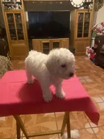 Roxy, a female Poodle - Toy  for sale in Fresno, CA – 3 of 5