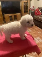 Roxy, a female Poodle - Toy  for sale in Fresno, CA – 2 of 5