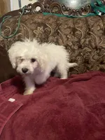 Rosie, a female Poodle - Miniature  for sale in Fresno, CA – 5 of 8
