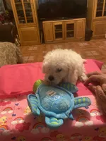 Maya, a female Poodle - Toy  for sale in Fresno, CA – 5 of 5