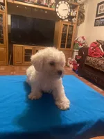 Rocky, a male Poodle - Toy  for sale in Fresno, CA – 5 of 5
