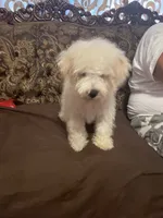 Bruno, a male Poodle - Miniature  for sale in Fresno, CA – 2 of 10