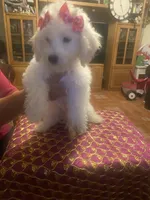 Roxy, a female Poodle - Miniature  for sale in Fresno, CA – 4 of 6