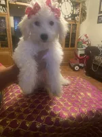 Roxy, a female Poodle - Miniature  for sale in Fresno, CA – 6 of 6