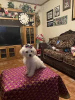 Rosie, a female Poodle - Miniature  for sale in Fresno, CA – 2 of 5