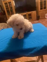 Bruno, a male Poodle - Toy  for sale in Fresno, CA – 3 of 5