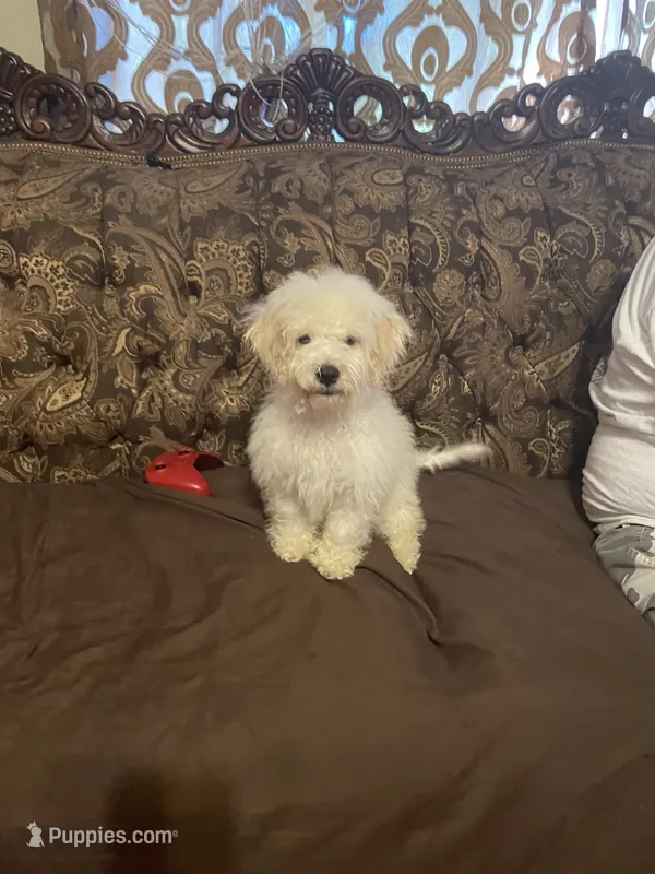Bruno – Poodle - Miniature  puppy for sale in Fresno, CA