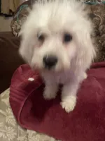 Rosie, a female Poodle - Miniature  for sale in Fresno, CA – 8 of 8