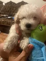Bruno, a male Poodle - Toy  for sale in Fresno, CA – 1 of 5