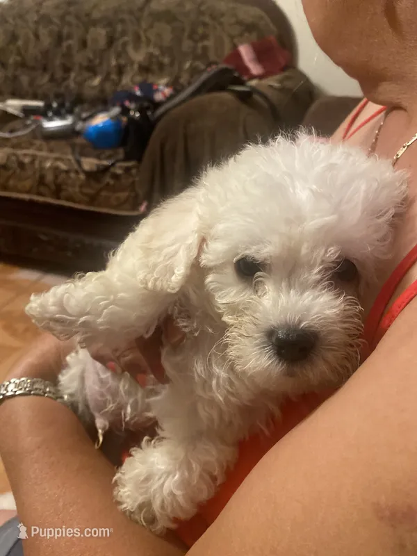 Rocky – Poodle - Toy  puppy for sale in Fresno, CA