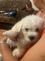 Rocky, a male Poodle - Toy  for sale in Fresno, CA – 1 of 5