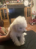 Bruno, a male Poodle - Miniature  for sale in Fresno, CA – 4 of 5