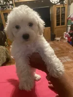 Roxy, a female Poodle - Toy  for sale in Fresno, CA – 5 of 5