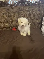Bruno, a male Poodle - Miniature  for sale in Fresno, CA – 6 of 10