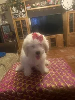 Roxy, a female Poodle - Miniature  for sale in Fresno, CA – 3 of 6