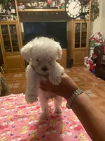 Rosie, a female Poodle - Toy  for sale in Fresno, CA – 4 of 5