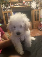 Bruno, a male Poodle - Miniature  for sale in Fresno, CA – 3 of 5