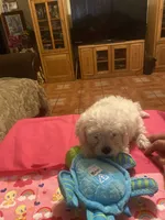 Maya, a female Poodle - Toy  for sale in Fresno, CA – 3 of 5