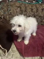 Rosie, a female Poodle - Miniature  for sale in Fresno, CA – 3 of 8