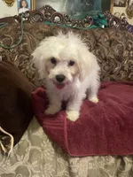 Rosie, a female Poodle - Miniature  for sale in Fresno, CA – 6 of 8