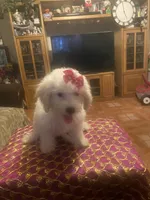Roxy, a female Poodle - Miniature  for sale in Fresno, CA – 2 of 6