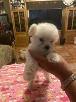 Rosie, a female Poodle - Toy  for sale in Fresno, CA – 5 of 5
