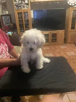 Bruno, a male Poodle - Miniature  for sale in Fresno, CA – 2 of 5