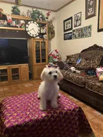 Rosie, a female Poodle - Miniature  for sale in Fresno, CA – 4 of 5