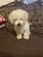 Bruno, a male Poodle - Miniature  for sale in Fresno, CA – 3 of 10