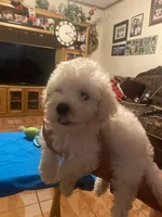 Bruno, a male Poodle - Toy  for sale in Fresno, CA – 4 of 5