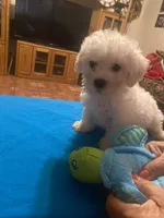Rocky, a male Poodle - Toy  for sale in Fresno, CA – 3 of 5