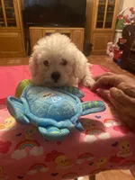 Maya, a female Poodle - Toy  for sale in Fresno, CA – 4 of 5