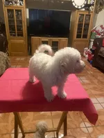 Roxy, a female Poodle - Toy  for sale in Fresno, CA – 4 of 5