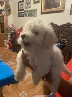 Bruno, a male Poodle - Toy  for sale in Fresno, CA – 5 of 5