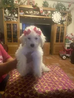 Roxy, a female Poodle - Miniature  for sale in Fresno, CA – 5 of 6