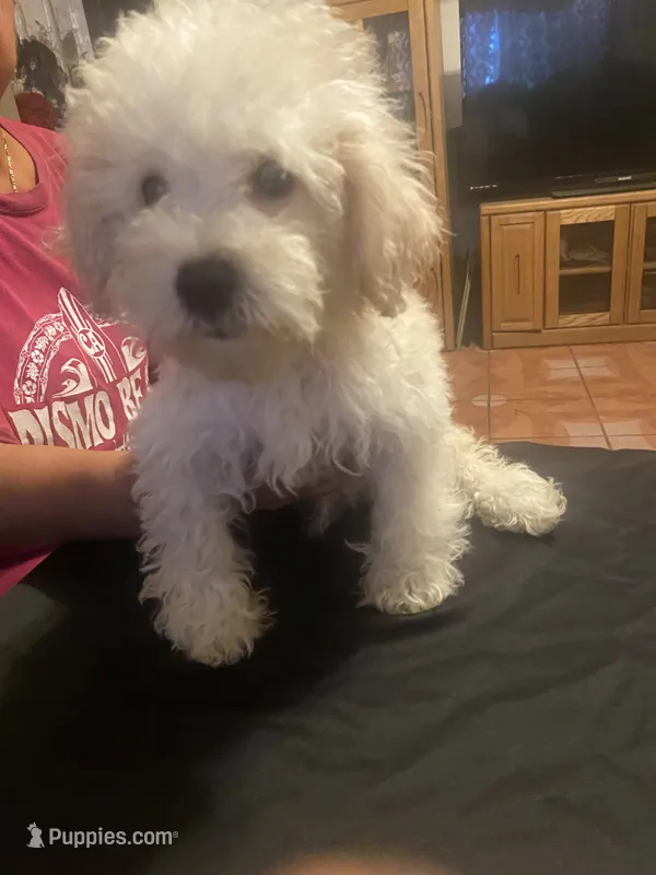 Bruno – Poodle - Miniature  puppy for sale in Fresno, CA