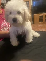 Bruno, a male Poodle - Miniature  for sale in Fresno, CA – 1 of 5