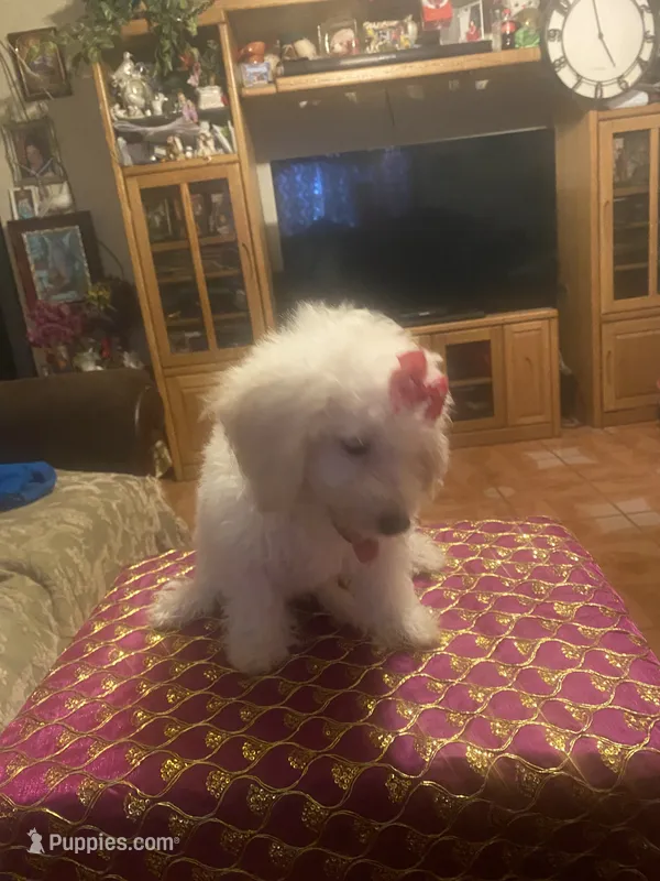 Roxy – Poodle - Miniature  puppy for sale in Fresno, CA
