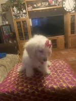 Roxy, a female Poodle - Miniature  for sale in Fresno, CA – 1 of 6