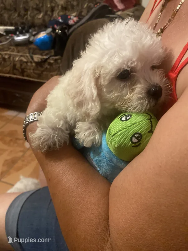 Maya – Poodle - Toy  puppy for sale in Fresno, CA