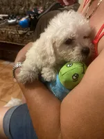 Maya, a female Poodle - Toy  for sale in Fresno, CA – 1 of 5