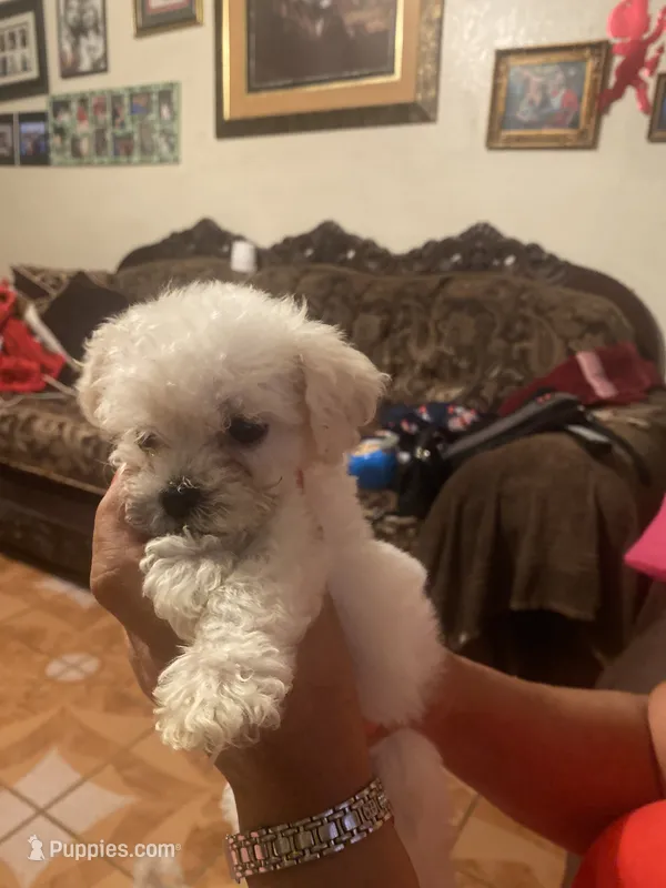 Rosie – Poodle - Toy  puppy for sale in Fresno, CA
