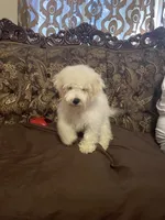 Bruno, a male Poodle - Miniature  for sale in Fresno, CA – 9 of 10