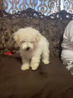 Bruno, a male Poodle - Miniature  for sale in Fresno, CA – 5 of 10
