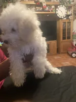 Bruno, a male Poodle - Miniature  for sale in Fresno, CA – 5 of 5