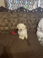 Bruno, a male Poodle - Miniature  for sale in Fresno, CA – 7 of 10