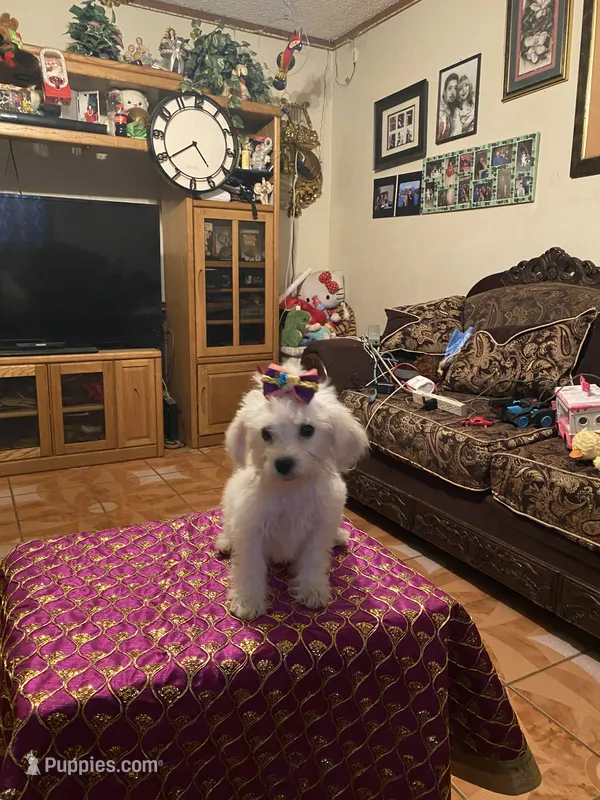 Rosie – Poodle - Miniature  puppy for sale in Fresno, CA