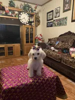 Rosie, a female Poodle - Miniature  for sale in Fresno, CA – 1 of 5